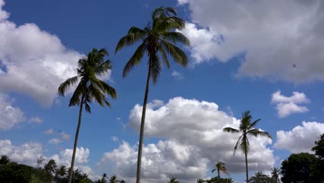 una toma constante de un cielo nublado entre tres cocoteros