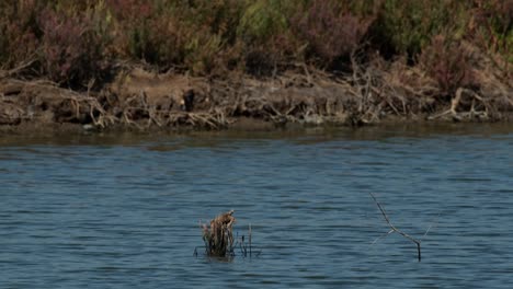 Facing-towards-the-left-then-flies-away-to-catch-its-prey-then-returns-to-its-perch-with-a-crab-in-its-mouth,-collared-kingfisher-Todiramphus-chloris,-Thailand