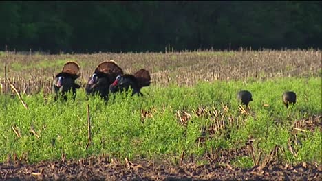 wild turkeys in the fields