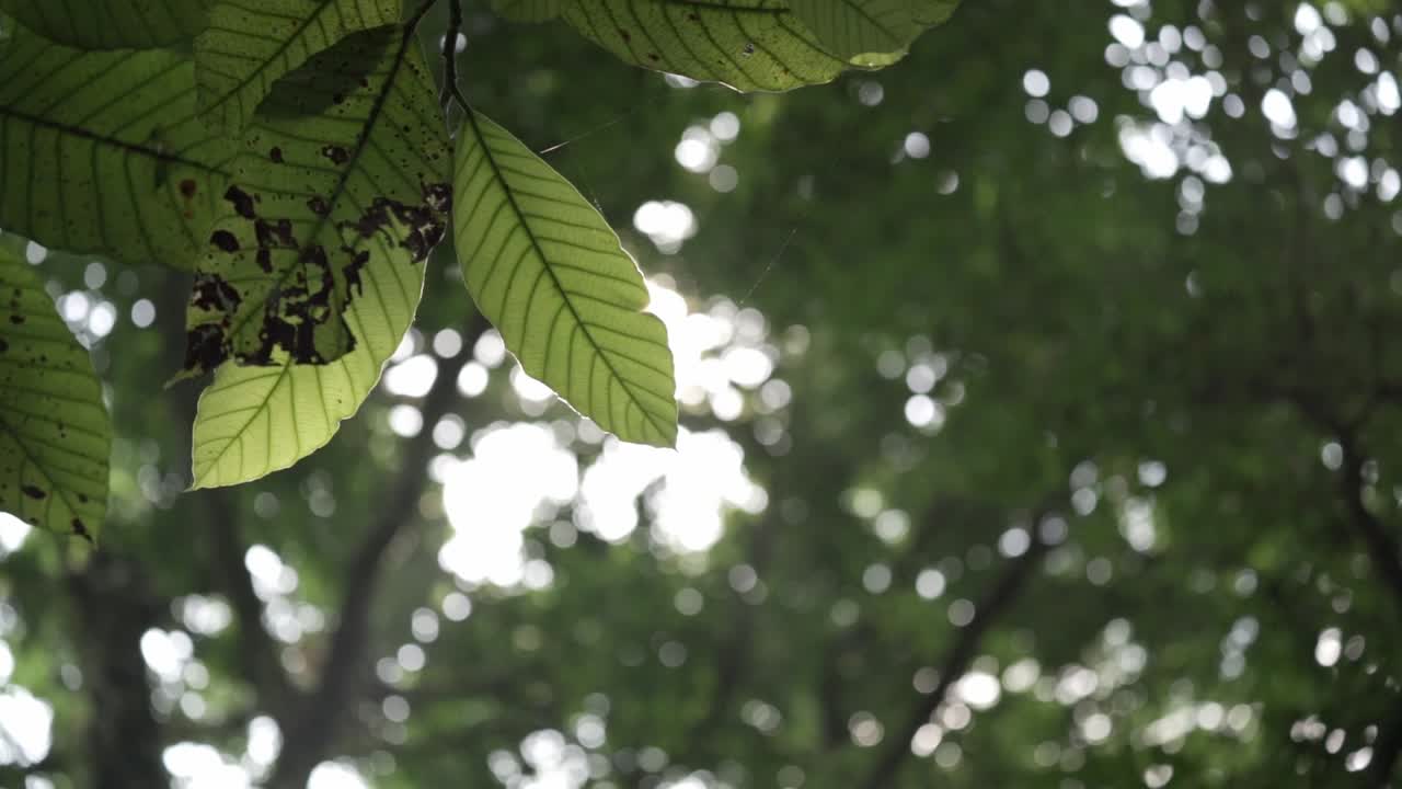 A bright, ethereal sun flare bursts through the dense, leafy canopy of the Palenque jungle, casting a brilliant light and creating a mood of tropical mystery and natural serenity