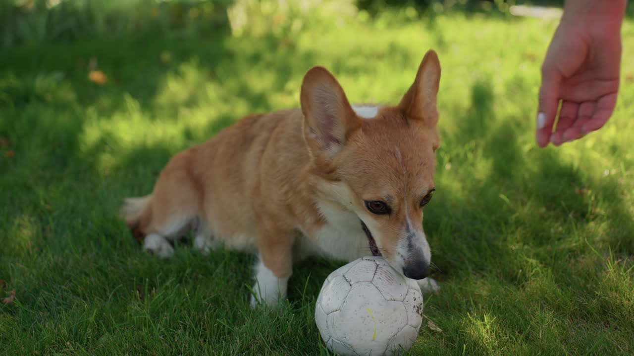 Caucasian Hand Reaches Toward Corgi Holding Stuffed Soccer Ball On Shaded Lawn, Dog Responds With Wagging Tail And Bright Eyes, Friendly Owner And Pet Interaction In SunDappled Backyard, Warm Family