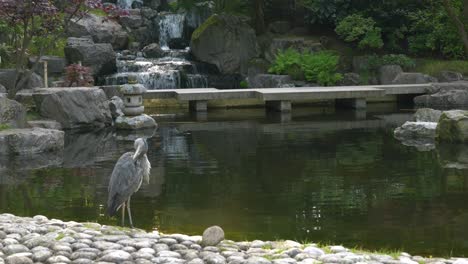 japanese garden with a view on a water fall, a stone lantern, a pond and a grey heron in the foreground