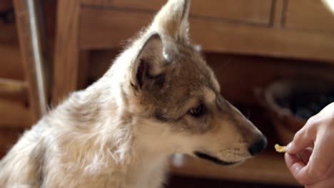 grey wolf pup eating treats