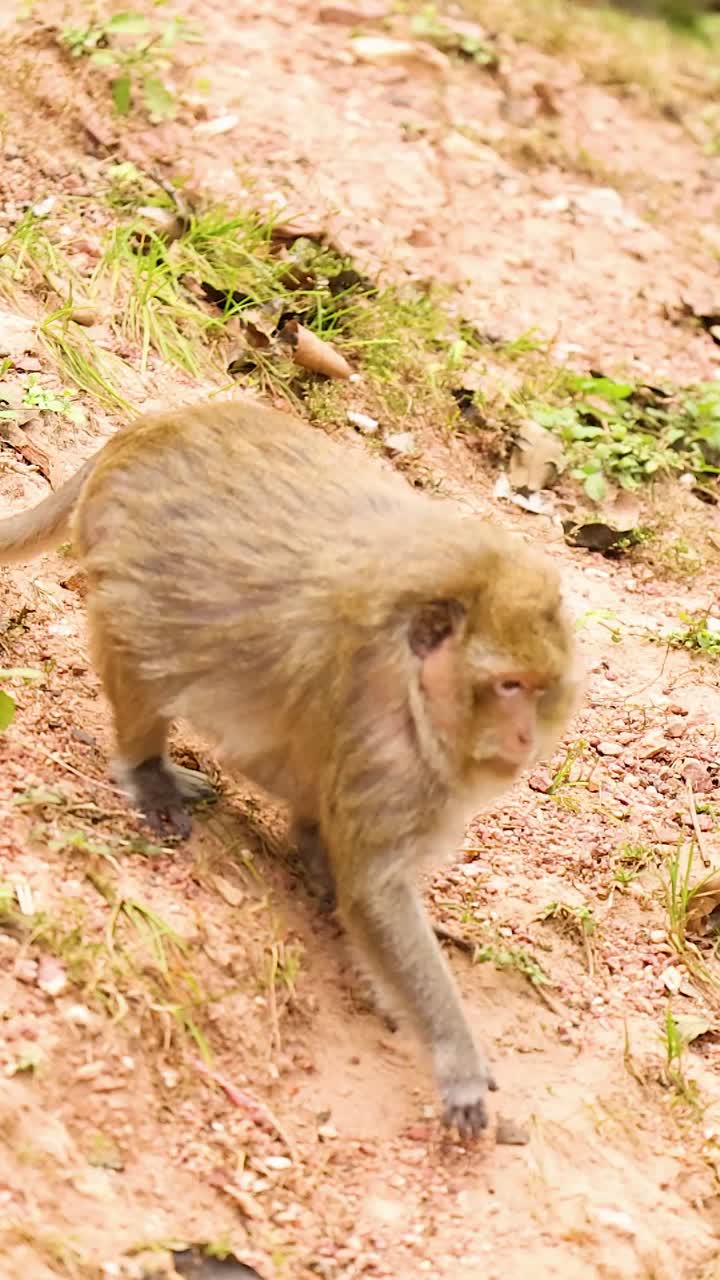 un mono se mueve por una ladera cubierta de hierba