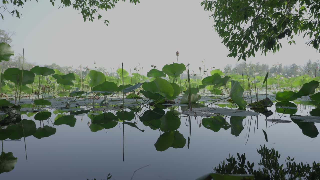 호수 안의 로터스 꽃