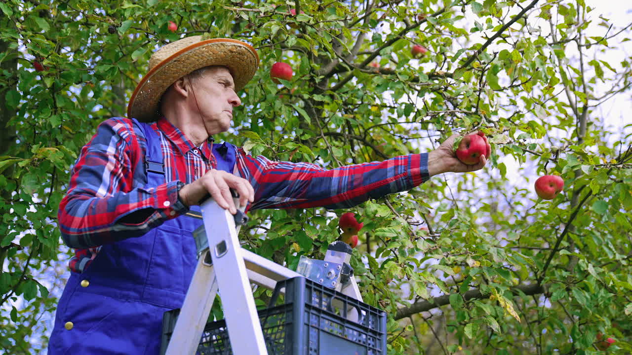 Farmer taking off aromatic apples in the garden. Old man in hat standing on a ladder and picks ripe fruit from the tree. Organic food.