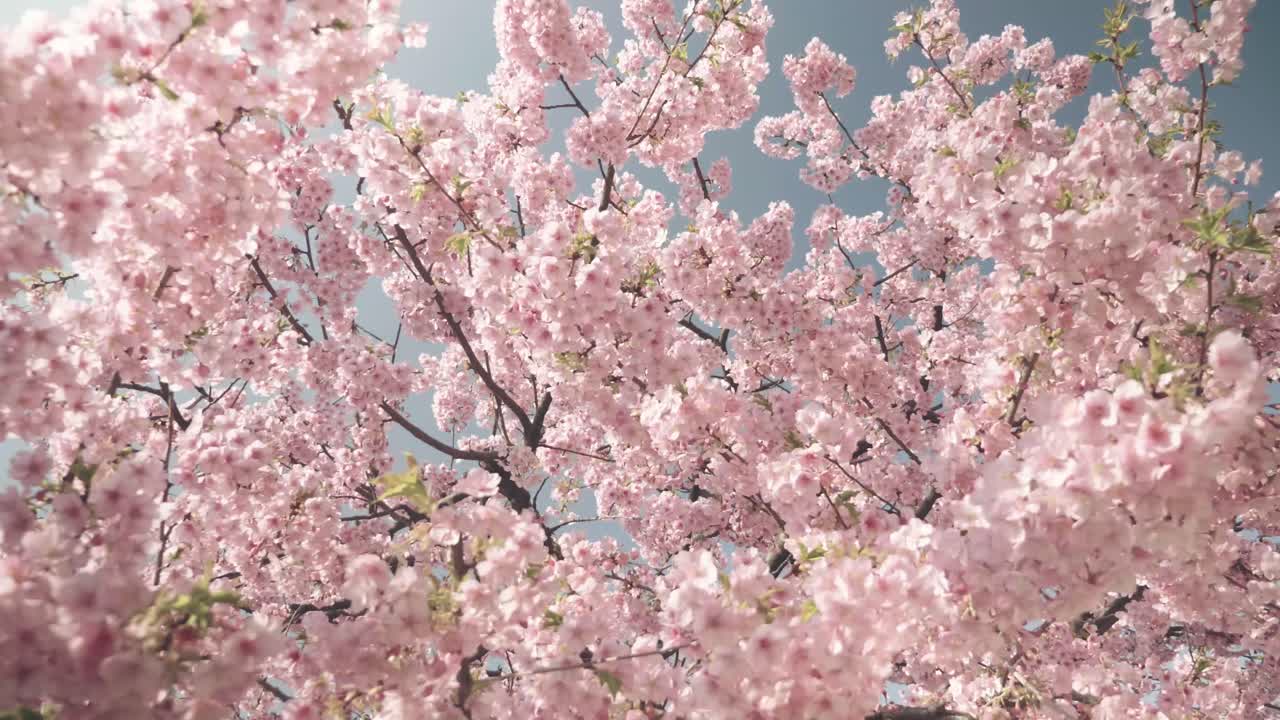 Wide shot of Cherry Blossoms in full bloom with a beautiful blue spring sky in Japan, Slow Motion