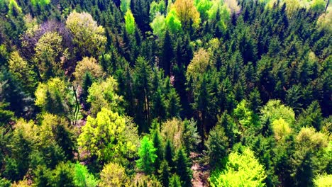 Encantadora-Vista-Aérea-De-Un-Denso-Y-Colorido-Dosel-Forestal