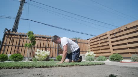 roll of new natural grass turf installed by professional gardener. landscaping industry.