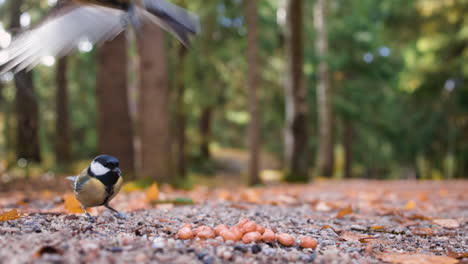 Two-great-tit-birds-pick-seeds-from-ground-and-fly-off,-slomo-close-up