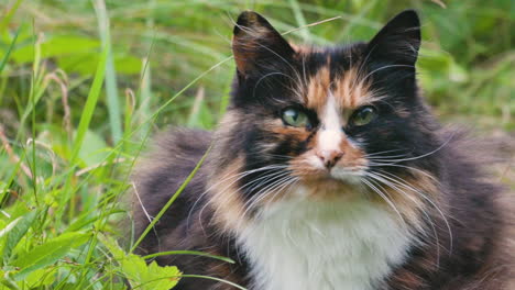 cat looking around, scouting for birds or mouse