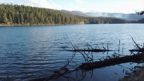 golden splendor: duffy lake amidst the pines