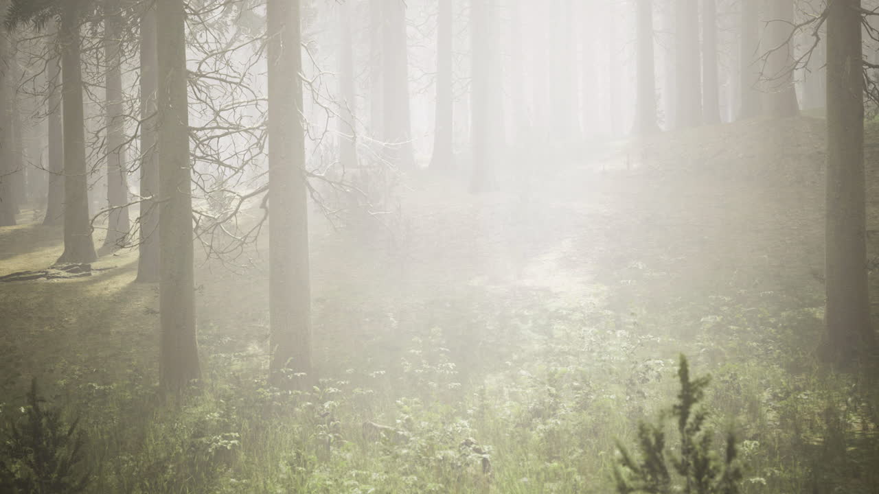 Misty forest landscape with sunlight filtering through tall trees and grass