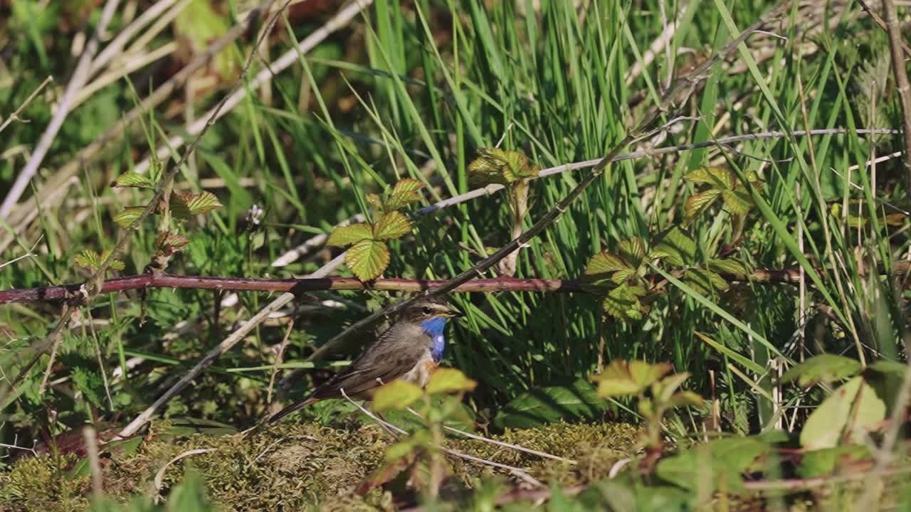 pájaro de pechiazul con manchas blancas moviéndose silenciosamente en el suelo en medio del follaje