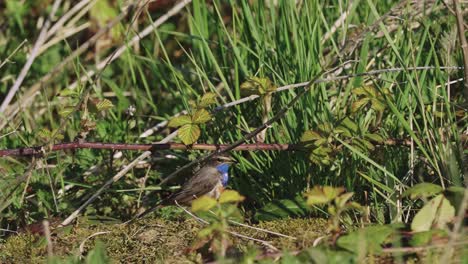 white spotted bluethroat bird moving silently on the ground amid the foliage