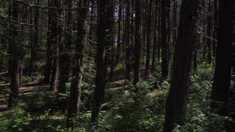 wide ground level tracking shot of pine trees in a forest.
