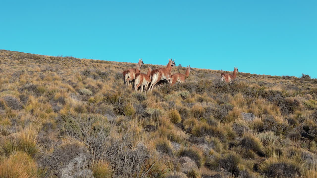 Herd of Guanacos running over the grassland, blue sky, strong colors, animal wildlife, argentina, dolly shot forward, copy space