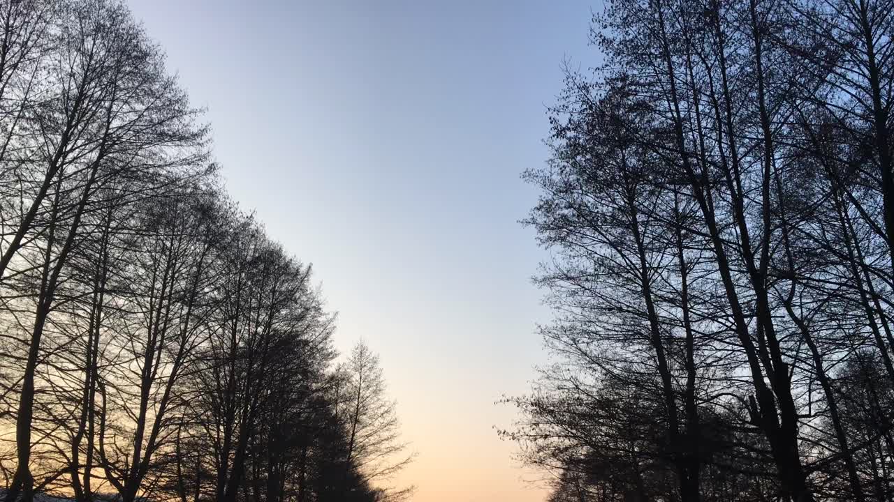 이른 봄 시즌, 일몰에서 오는 아름다운 빛과 함께 숲길을 걷다