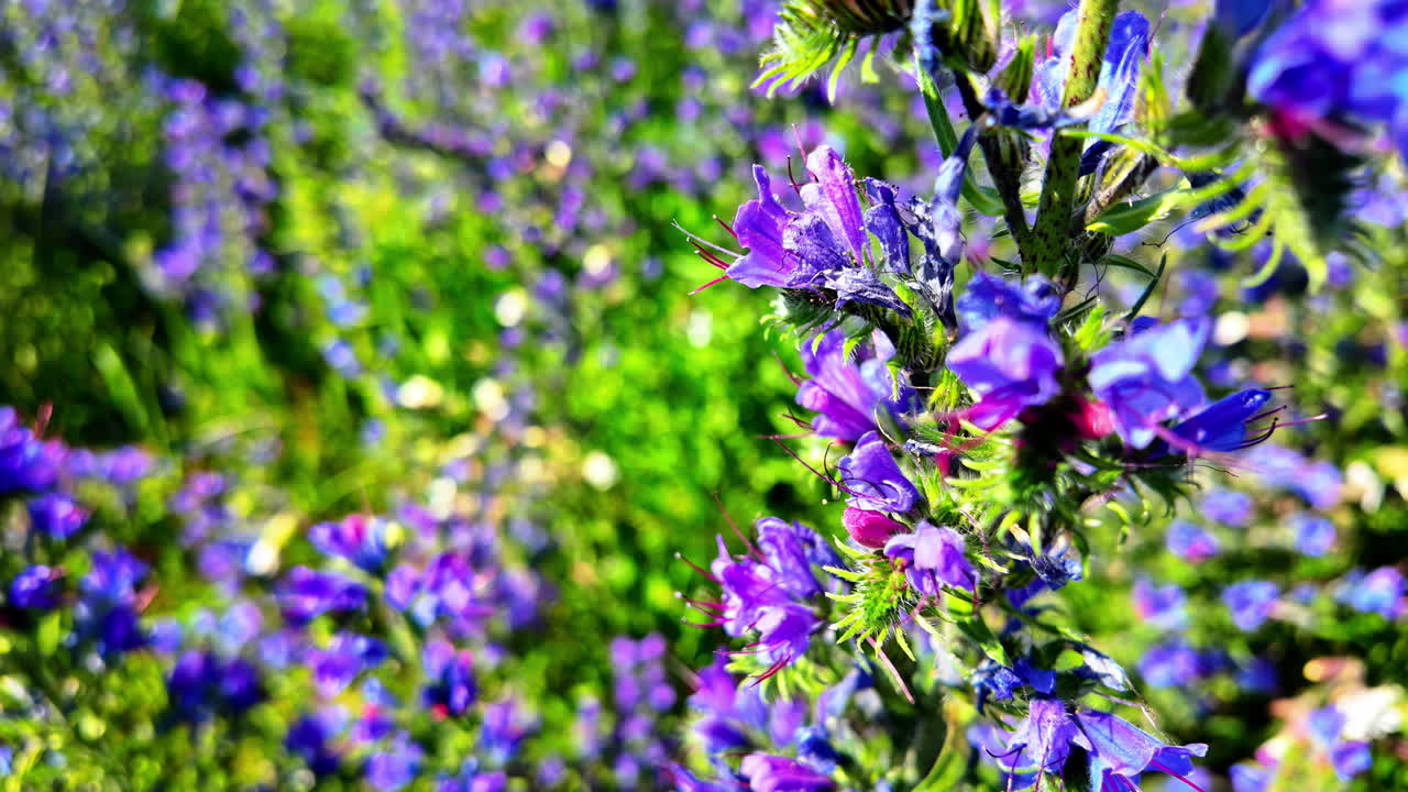 campo de blueweed lleno de flores azules con espacio negativo y copia
