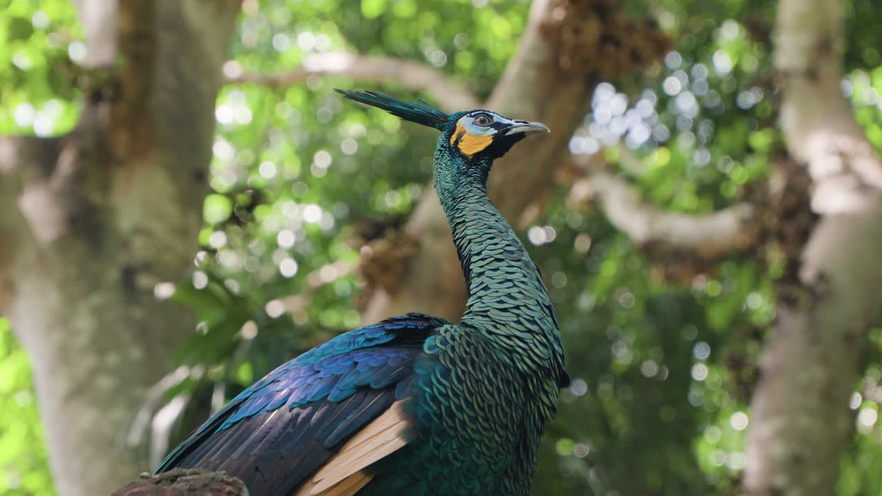 Close-up de Pavão-verde ou Pavão-da-Indonésia na natureza selvagem, contra árvores tropicais em Bali, Indonésia - vista em ângulo baixo.
