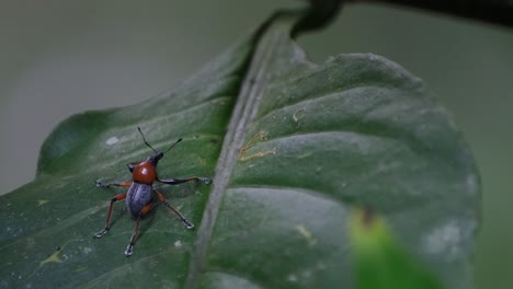 la cámara se aleja y se desliza hacia la izquierda revelando este gorgojo en una hoja en el bosque, metapocyrtus ruficollis, filipinas