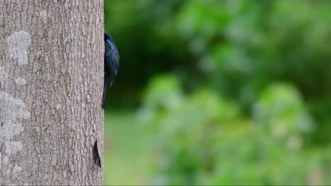 Der-Drongo-Mit-Größerem-Schlägerschwanz-Ist-Für-Seinen-Schwanz-Bekannt,-Der-Wie-Ein-Schläger-Aussieht