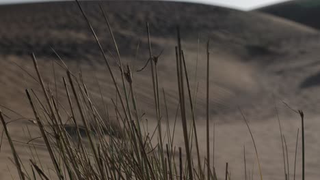 a desert plant blowing in the wind with sand dunes in the background