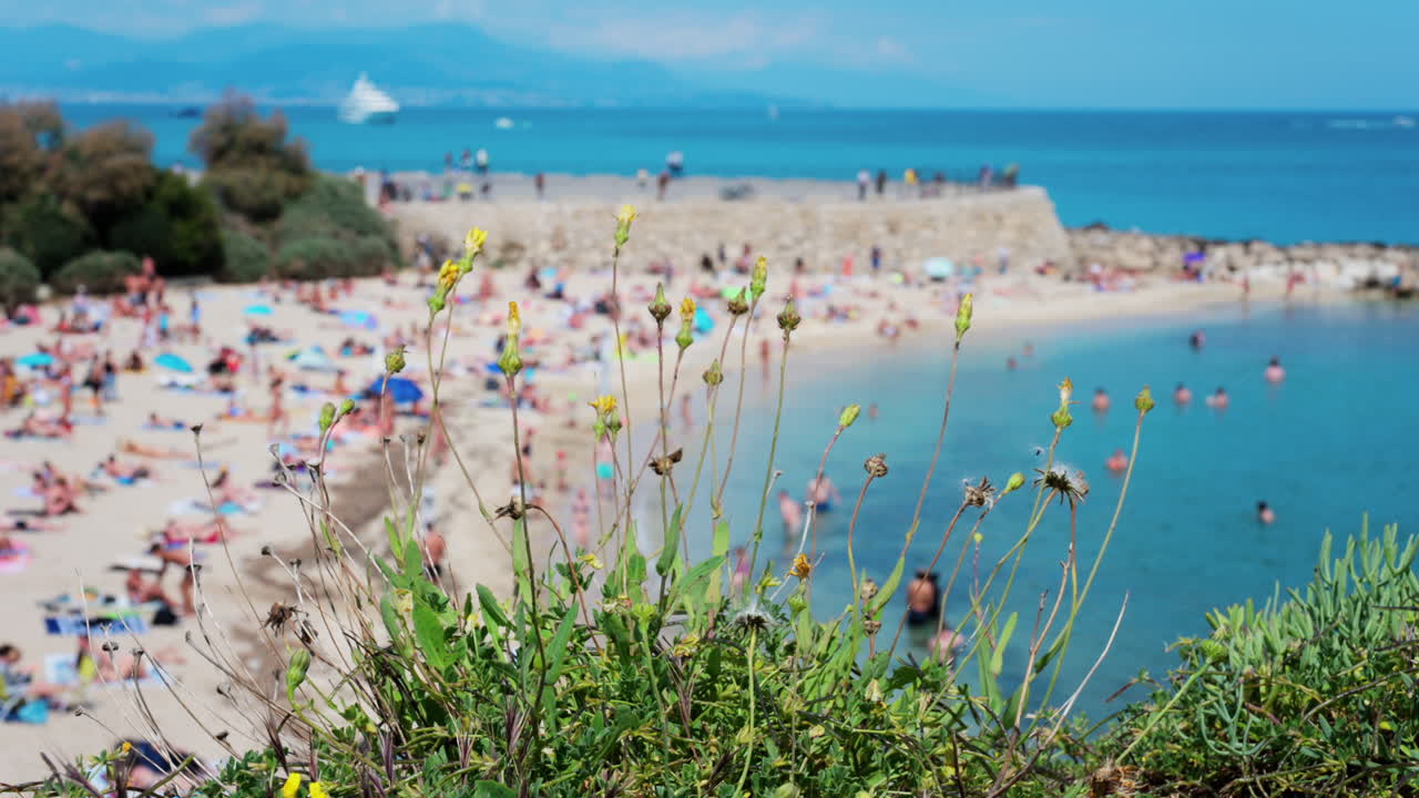 Close up of a plant with a blurred view of people relaxing on the Gravette beach in Antibes, France