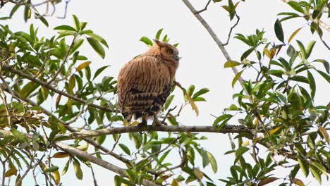 Buffy-Fish-Owl-Ketupa-Ketupu-Un-Novato-Posado-En-Una-Rama-Visto-Desde-Atrás-Mirando-Hacia-La-Derecha-Y-Luego-Estira-Su-Ala-Derecha,-Parque-Nacional-Khao-Yai,-Tailandia