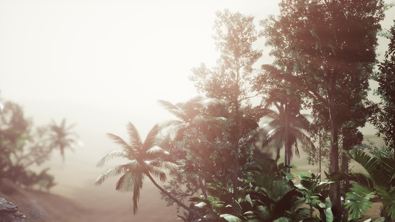 안개 속 에 있는 열대 palm 열대 열대 우림