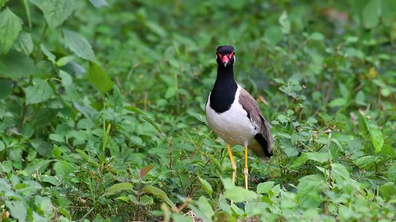 el avefría de barbas rojas es una de las aves más comunes de tailandia
