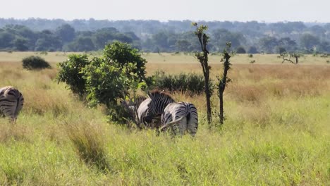 Eine-Gruppe-Wilder-Afrikanischer-Zebras,-Die-Durch-Hohes-Gras-In-Der-Savanne-Im-Krüger-Nationalpark-Spazieren