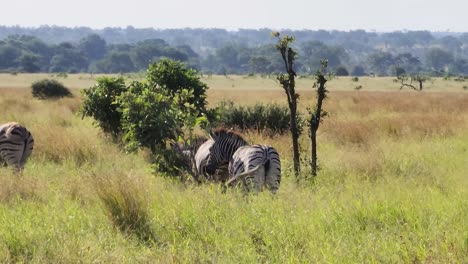 group of wild african zebras walking through tall grass in the savannah at kruger national park