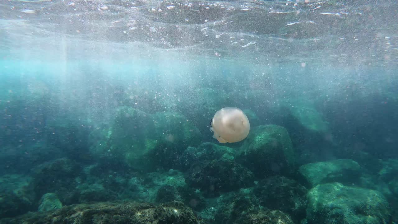 jellyfish floating in turbulent water among air bubbles