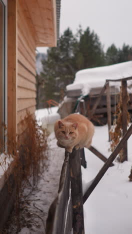 el gato rojo perezoso se sienta en la vieja valla de madera en el patio en un frío día de invierno. pequeña casa hecha de tablas con gran ventana construida en el pueblo ecológico de gorny altai