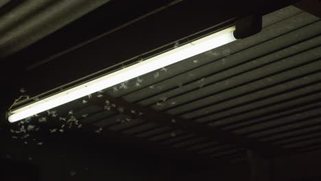 enjambre de efímeras atraídas por el resplandor de una luz eléctrica fluorescente en la noche