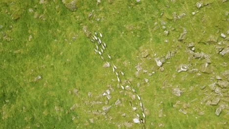 Aerial-top-view-footage-of-goats-travelling-through-a-rocky-field-in-the-mountains