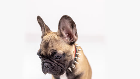 cute pet french bulldog puppy