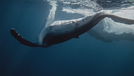 humpback whale underwater