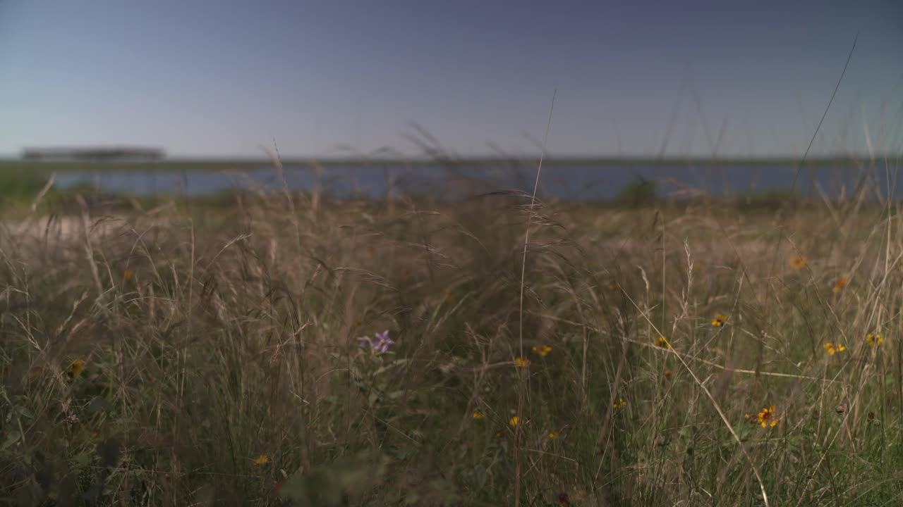 Vegetation drying out on a windy day