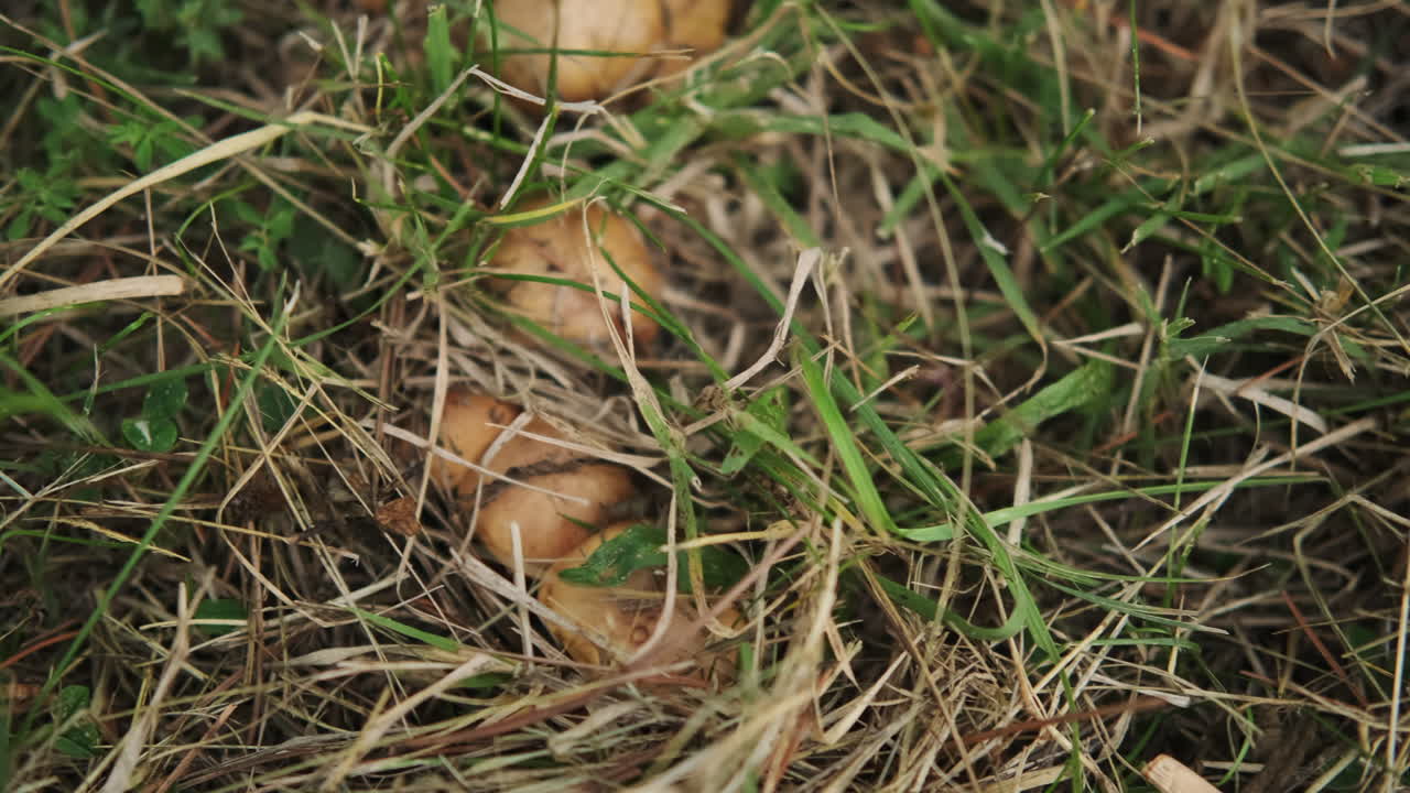 patatas que crecen en el suelo