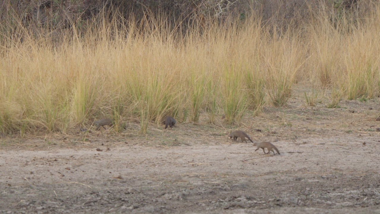 Banded mongoose mob heads into long grass in Kruger National Park, South Africa. Small mammals forage on savanna edge in natural habitat, alert and social behavior.