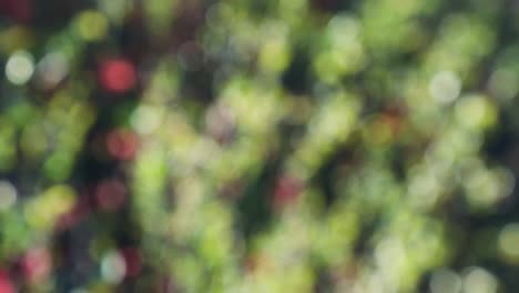 Abstract spring background with bokeh
