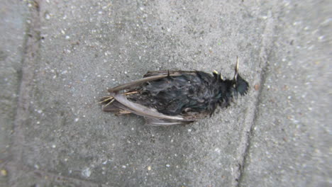 finding a dead starling in the morning