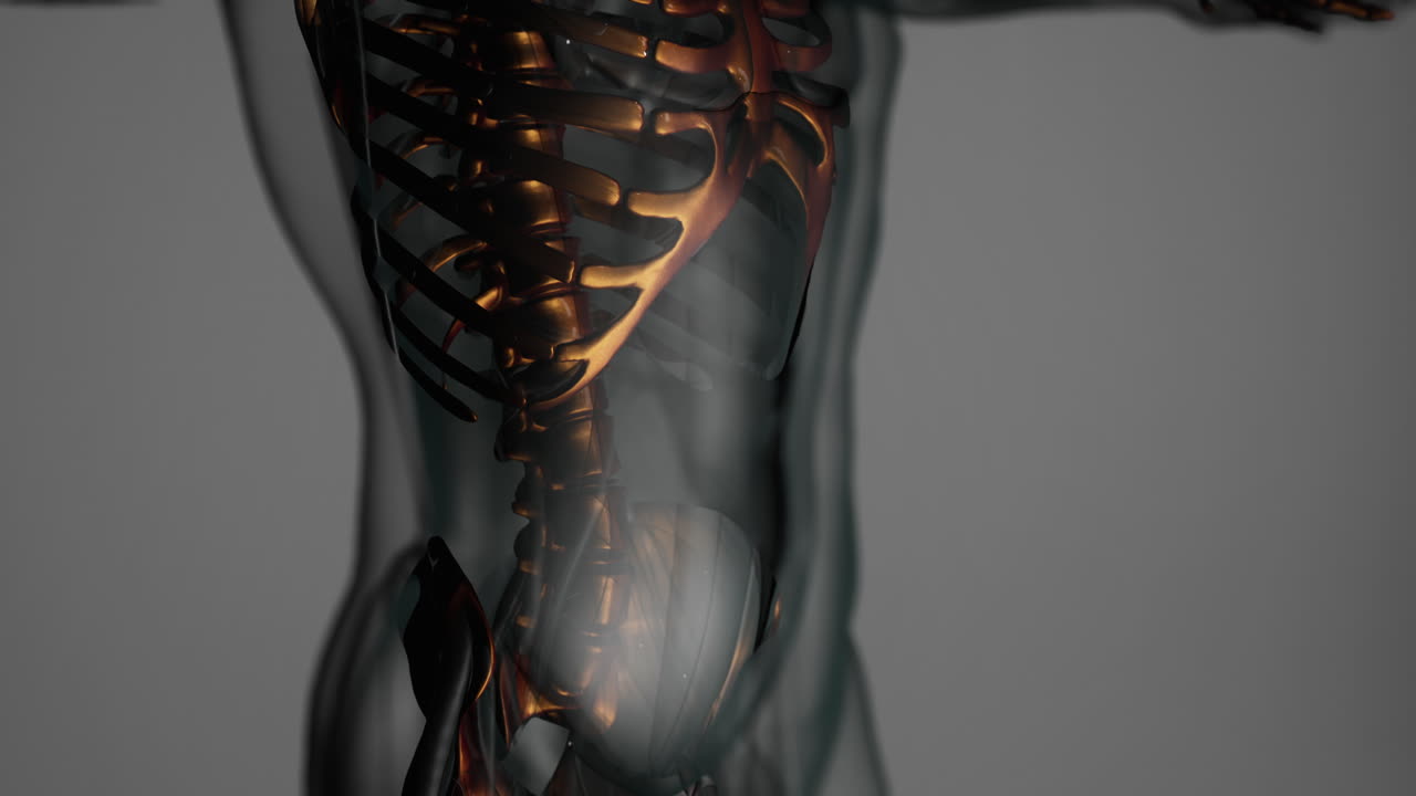 animación médica renderizada en 3d de unos huesos humanos