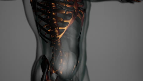 3d-rendered-medical-animation-of-a-human-bones