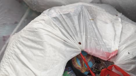 bug crawling on a pile of trash bags of household waste