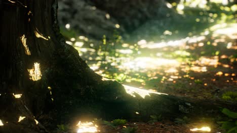 sunlight rays pour through leaves in a rainforest