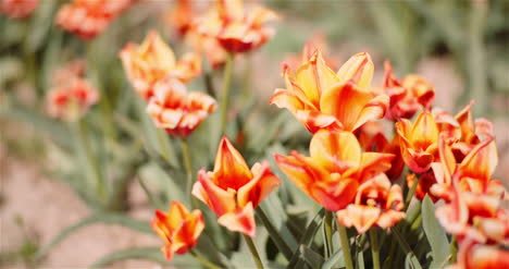 blooming tulips on flowers plantation farm 4