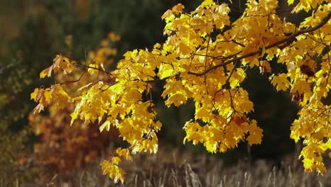 golden maple leafs in light breeze